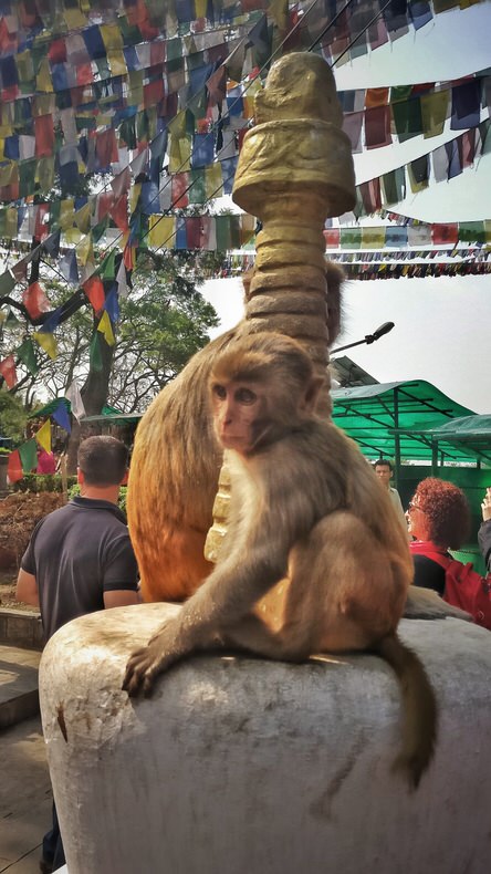 Monkey