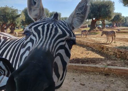 Zebra